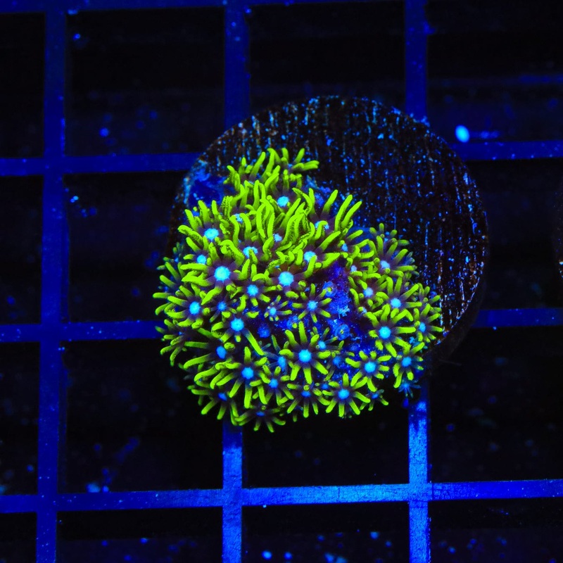 Blue Eye Star Polyps Coral