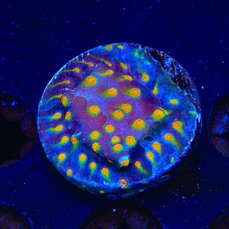 CB Monet Madness Cyphastrea Coral