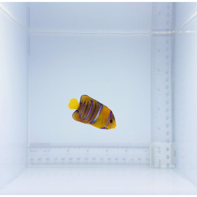 Clarion x Passer Hybrid Angelfish