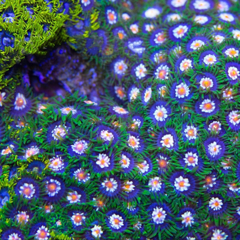 Daisy Cutters Zoanthids Coral