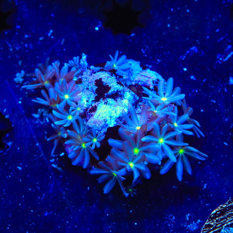 Daisy Polyps Coral