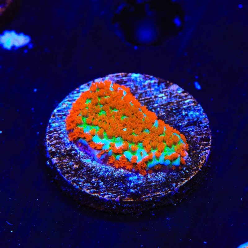 JF Aquaman Montipora Coral