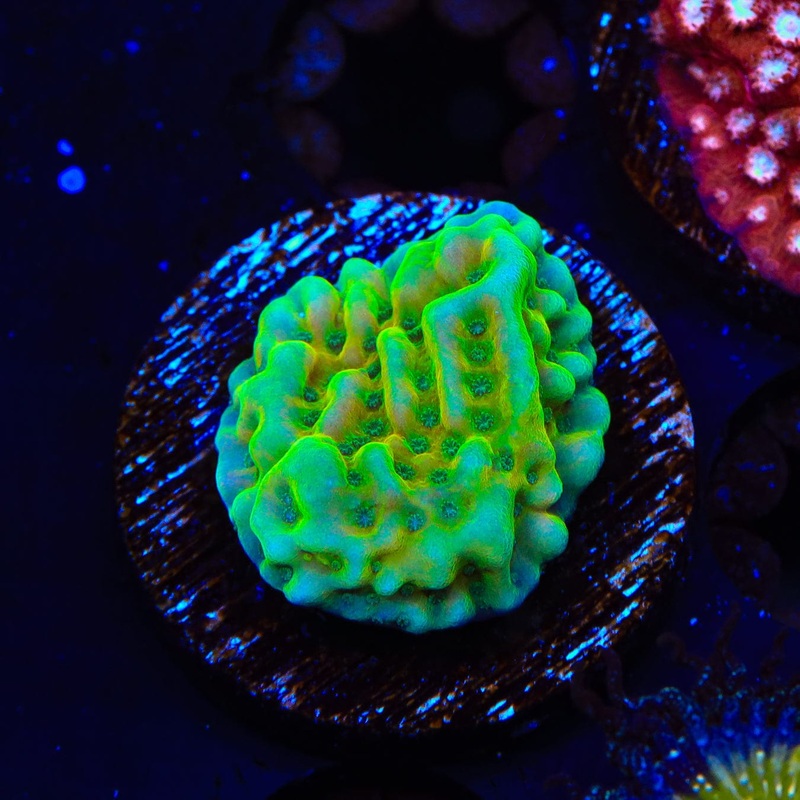 TSA The Mask Montipora Coral