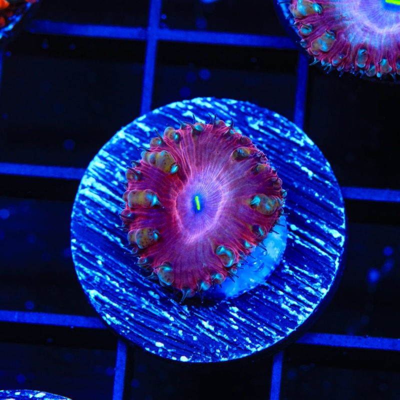 Ultra Blastomussa Coral