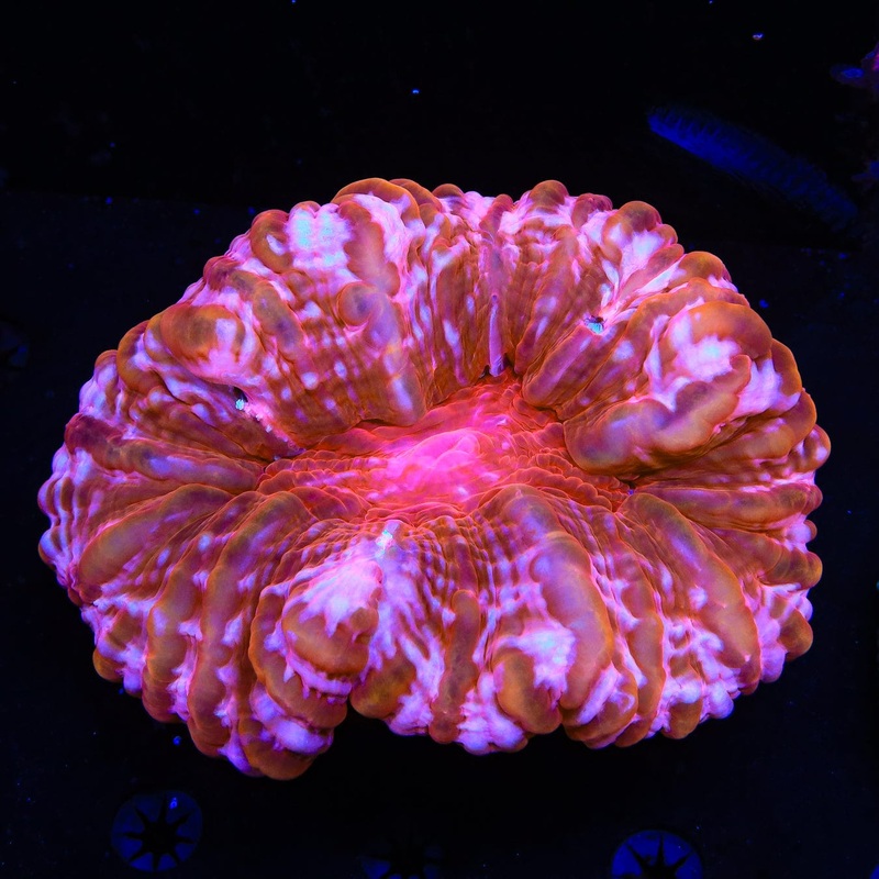 Ultra Cynarina Coral