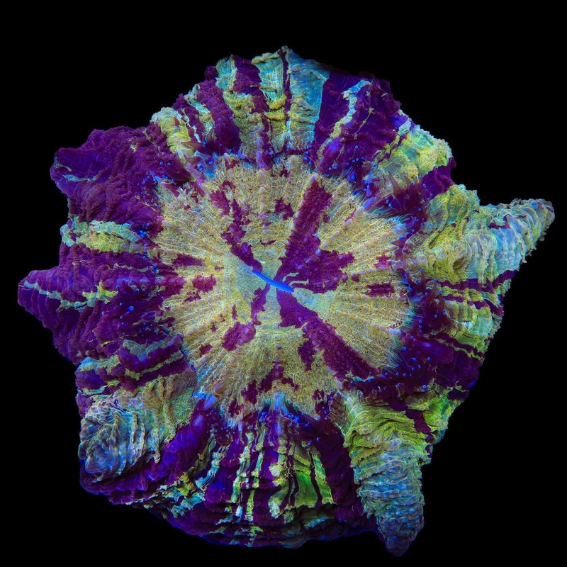 Ultra Rainbow Acanthophyllia Coral