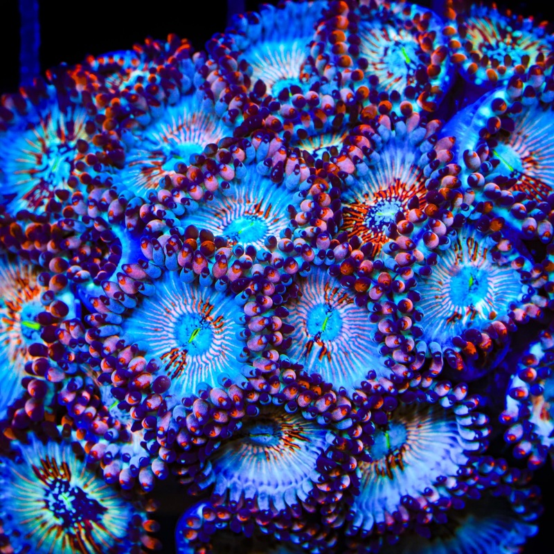 White Zombie Zoanthid Coral