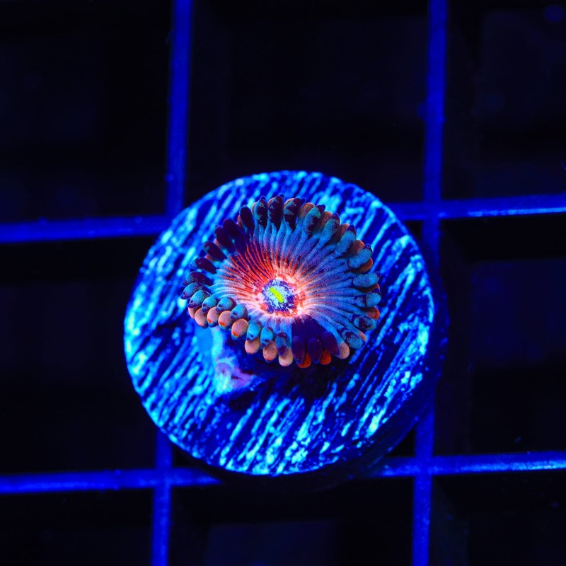 White Zombie Zoanthids Coral