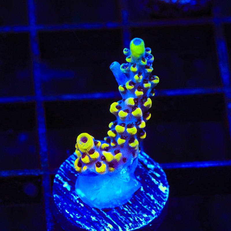 WWC Afterparty Acropora Coral