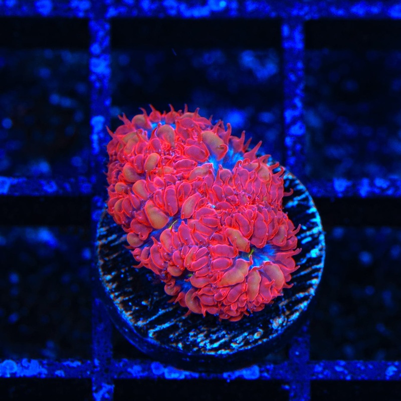 Blue Raven Merletti Blastomussa Coral