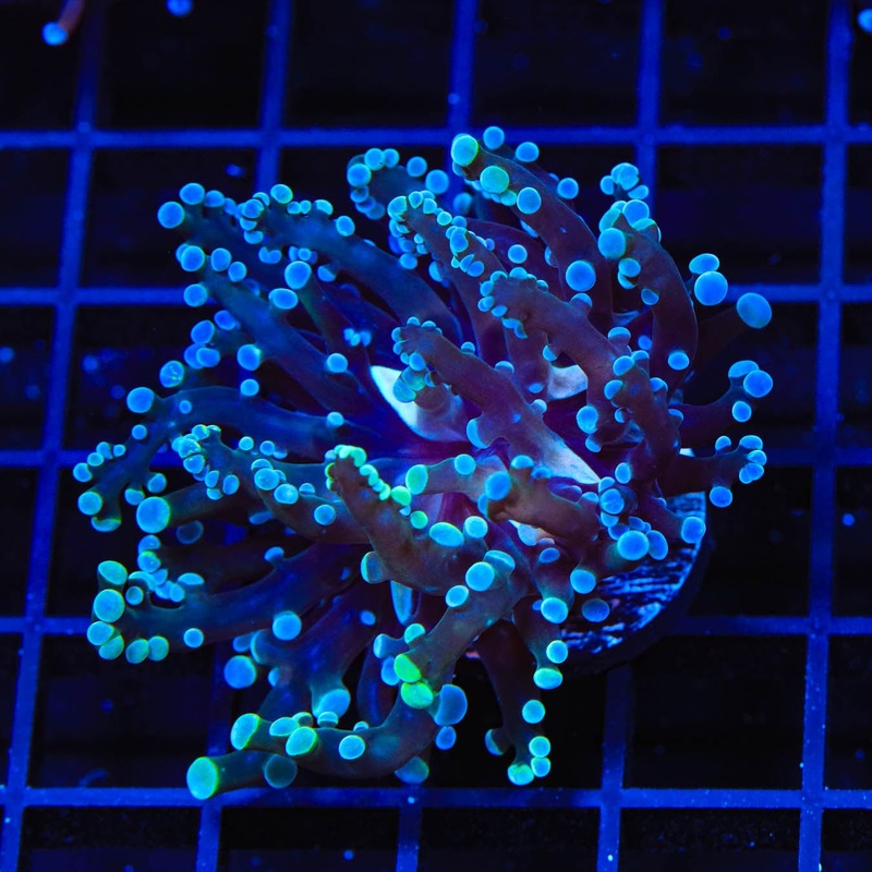 Blue Tip Frogspawn Coral