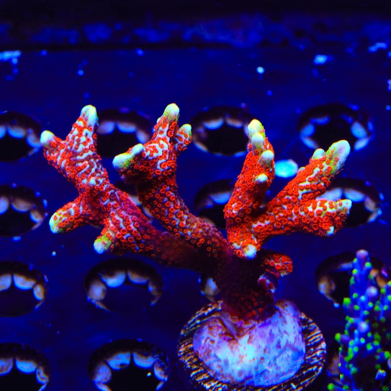 Bubblegum Digitata Montipora Colony Coral