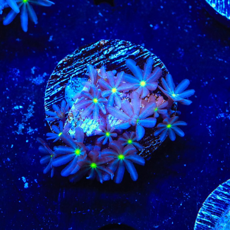 Daisy Polyps Coral
