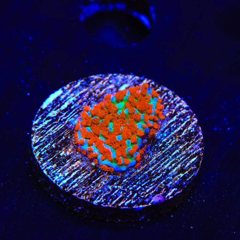 JF Aquaman Montipora Coral