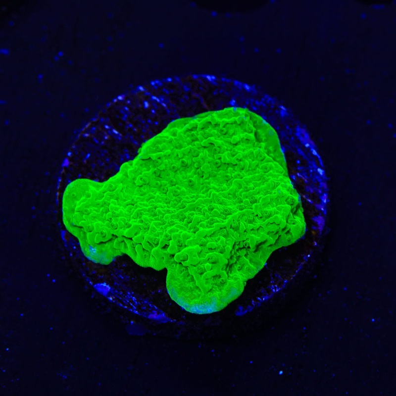 Tyree Toxic Green Aequituberculata Montipora Cap Coral