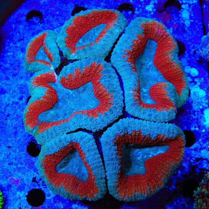 Ultra Lobophyllia Colony Coral
