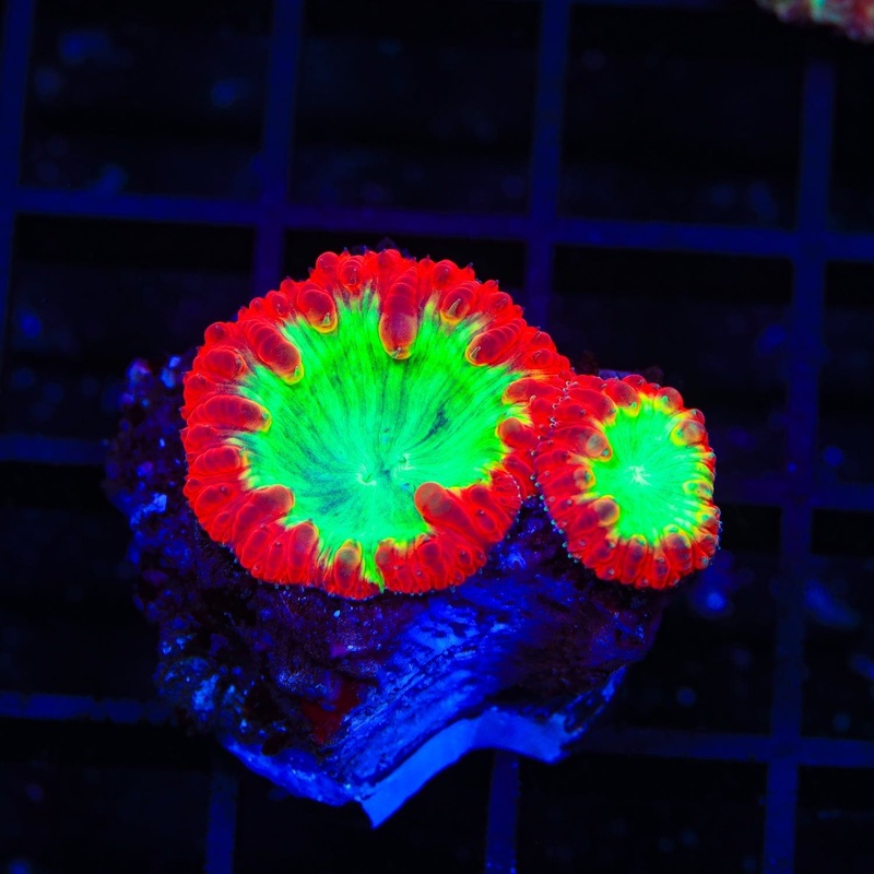 Watermelon Blastomussa Coral