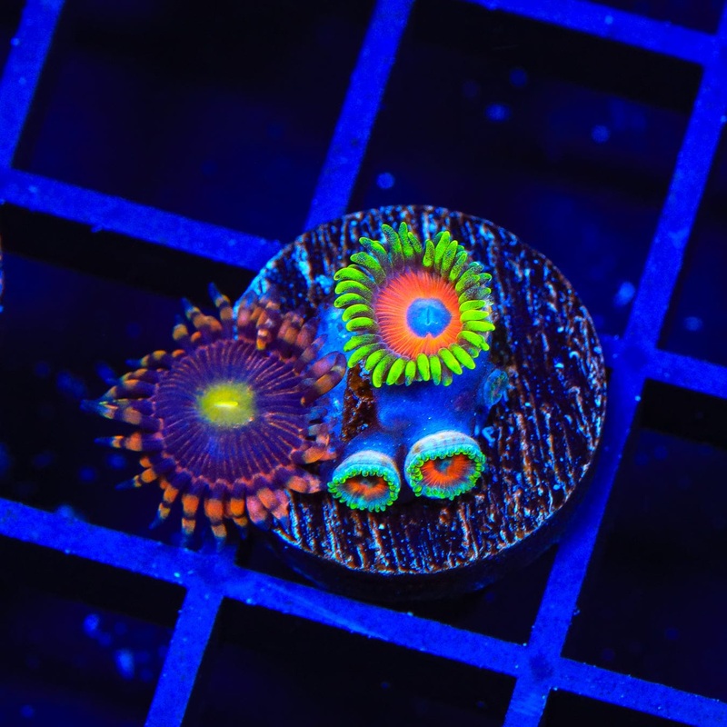 Whammin Watermelon Combo Zoanthids Coral