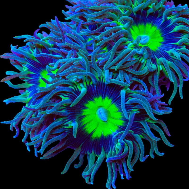 WWC Dream Catcher Duncan Coral