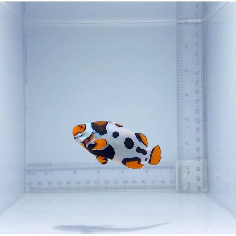 Bali Aquarich Black helmet Picasso Clownfish
