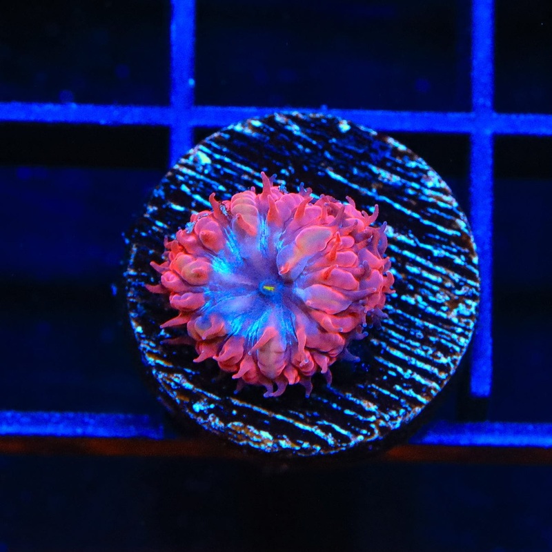 Blue Raven Merletti Blastomussa Coral