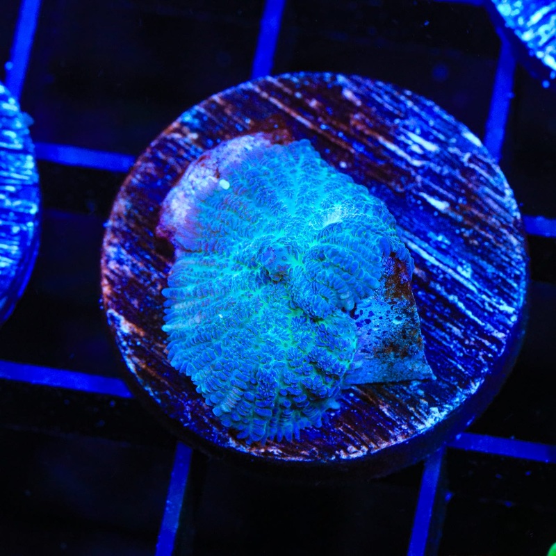 Blue Rhodactis Mushroom Coral