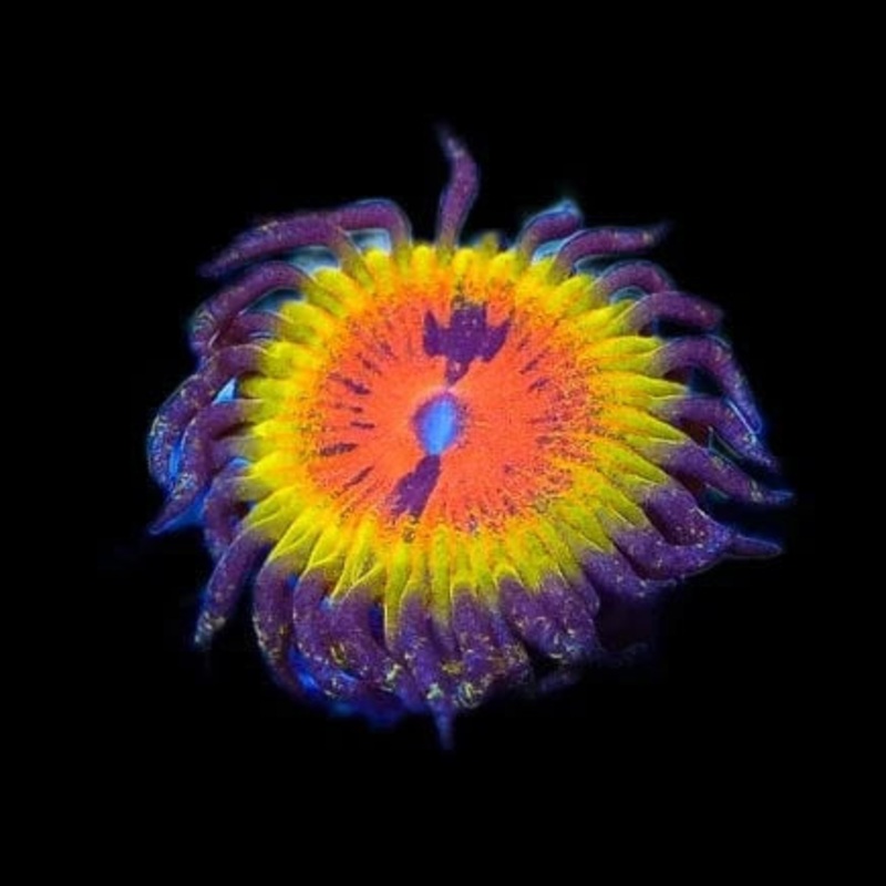 Bow Tie Blasters Zoanthids Coral