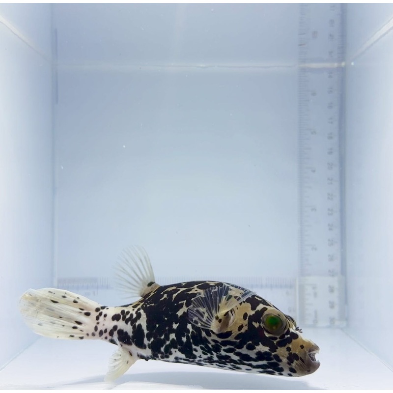 Dalmatian Puffer Fish