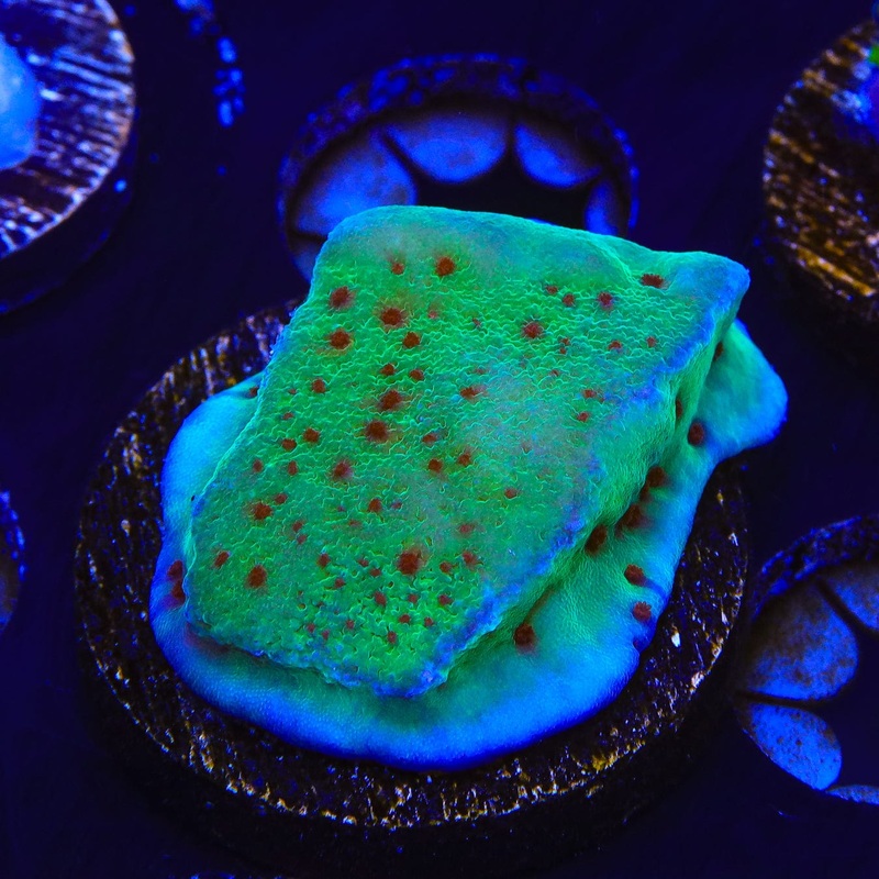 Jedi Mind Trick Montipora Coral