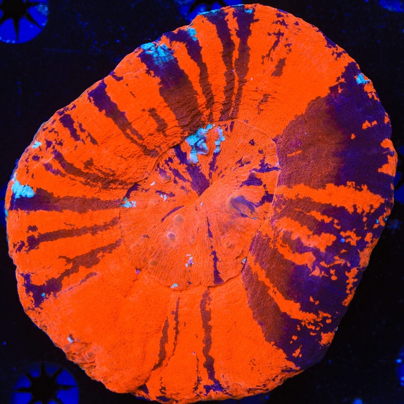 Ultra Scolymia Coral