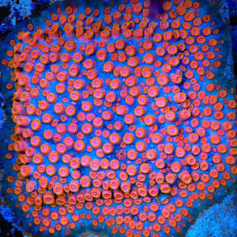 WWC Bizarro Cyphastrea Coral