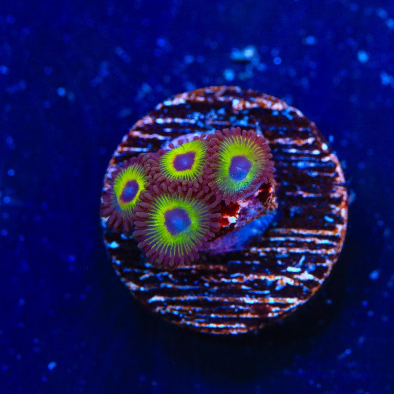 WWC Bob Marley Zoanthids Coral
