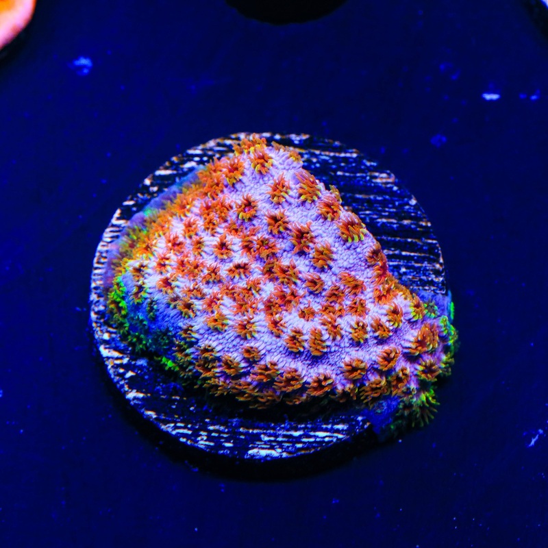 WWC Skittles Bomb Cyphastrea Coral