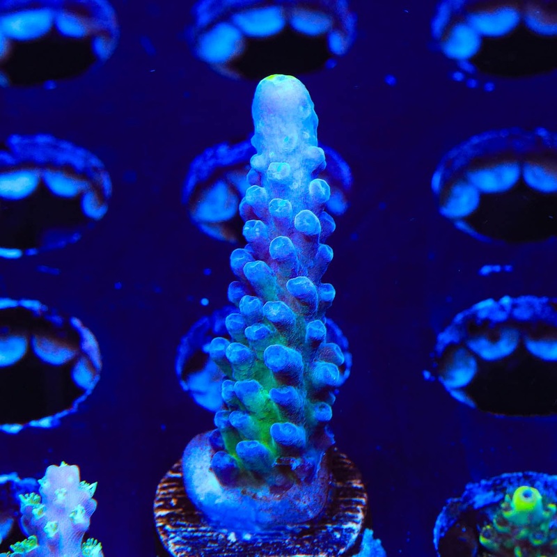 WWC Yellow Tip Acropora Coral