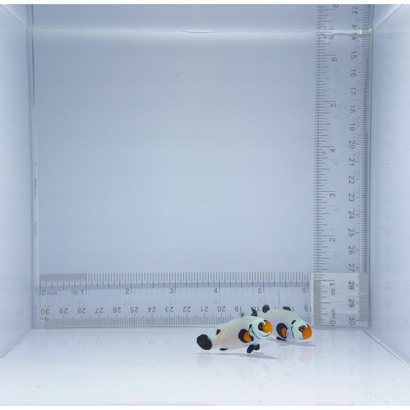 Wyoming White Clownfish Pair