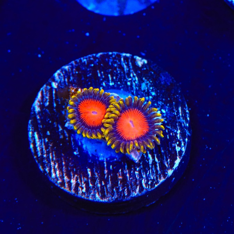 Yellow Brick Road Zoanthid Coral