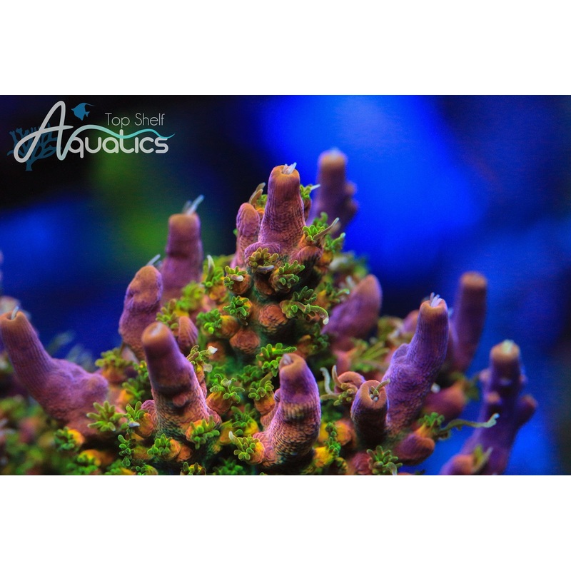 CC Voodoo Majick Acropora Coral