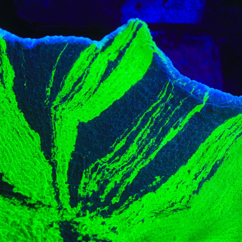 JF Cold Fusion Montipora Cap Coral