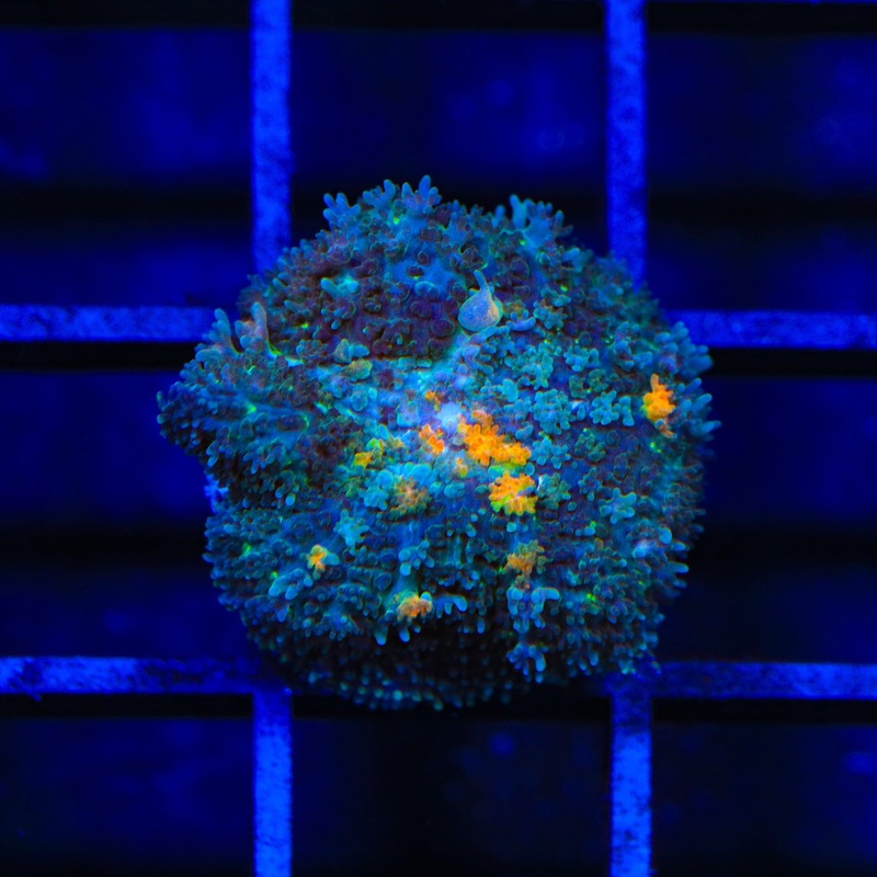 Ultra Persian Rug Mushroom Coral