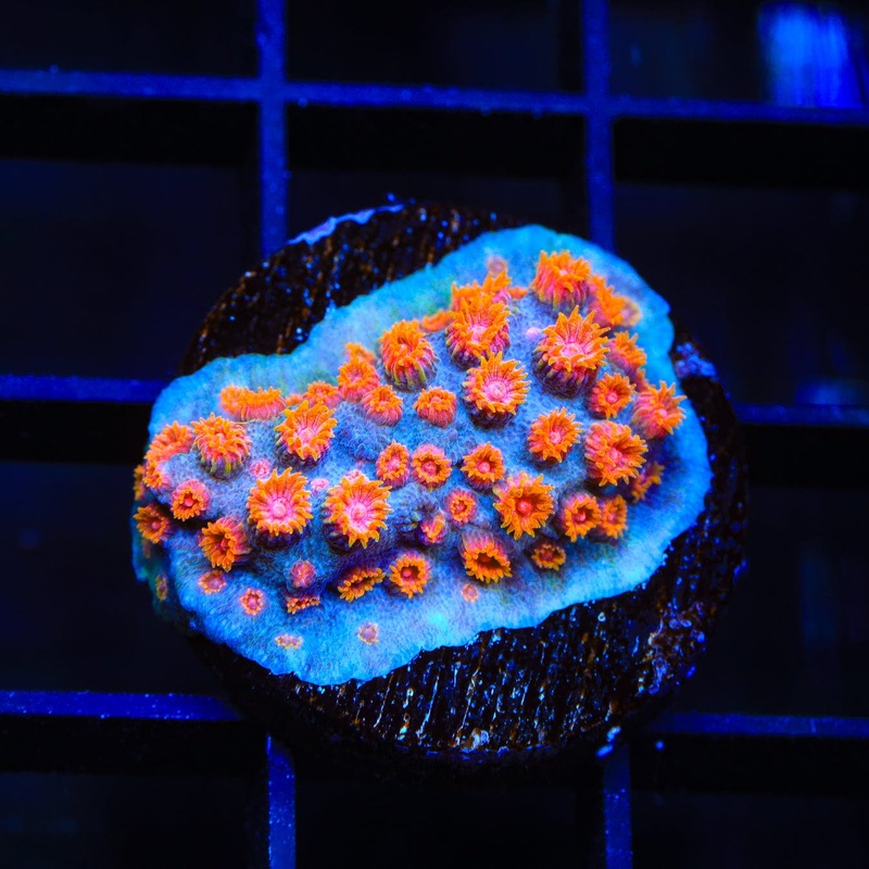 WWC Bizarro Cyphastrea Coral