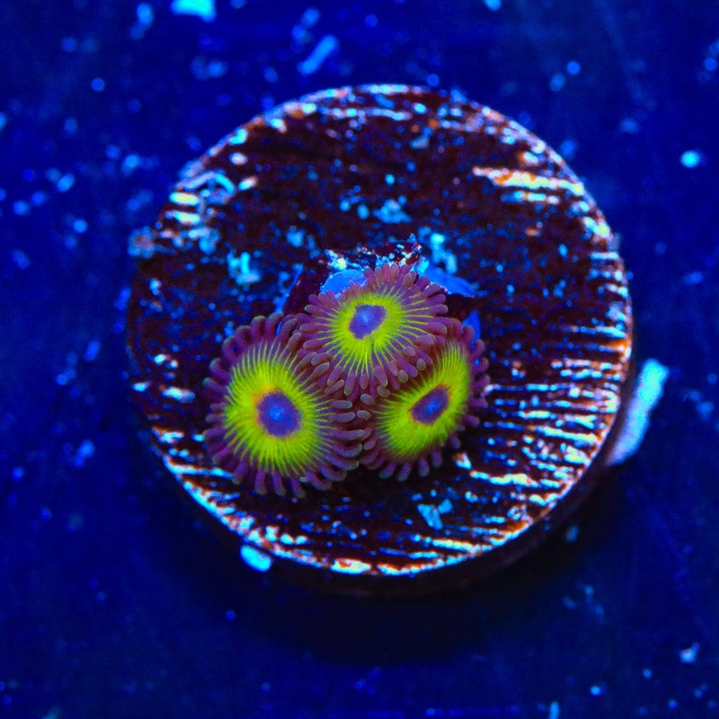 WWC Bob Marley Zoanthids Coral