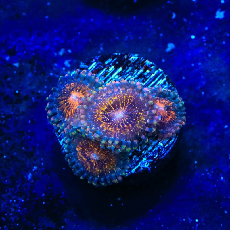 WWC Pandora Zoanthids Coral