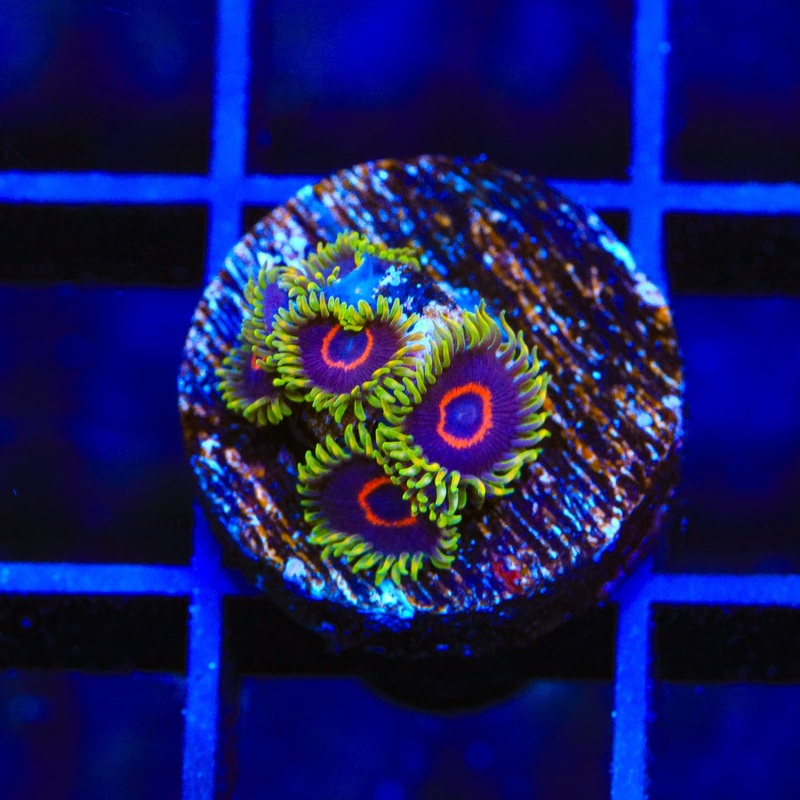 WWC Purple Hearts Zoanthids Coral