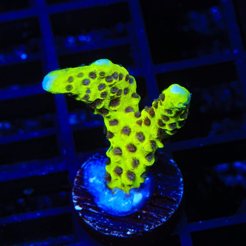 WWC Slimeball Spongodes Montipora Coral
