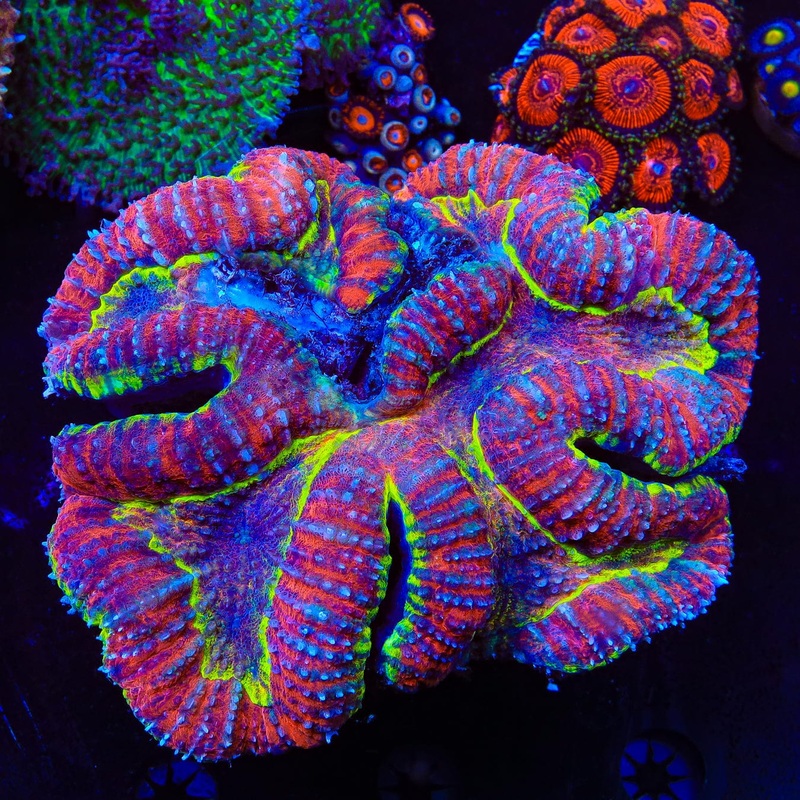 Yellow Ring Rainbow Symphyllia Coral