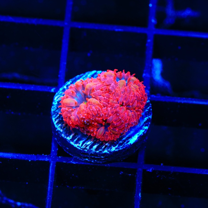 Blue Raven Merletti Blastomussa Coral