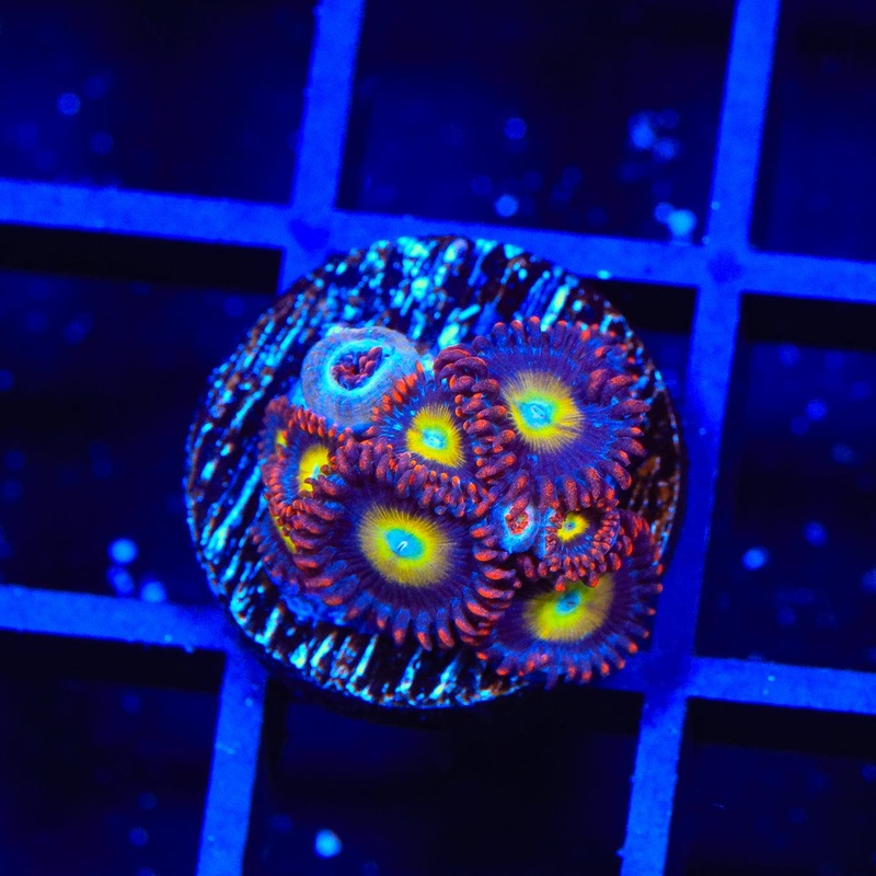 Circus Freak Zoanthids Coral