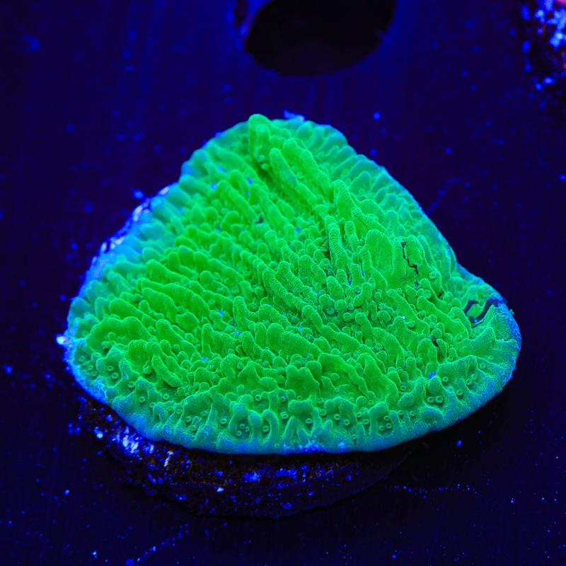 Green Montipora Cap Coral