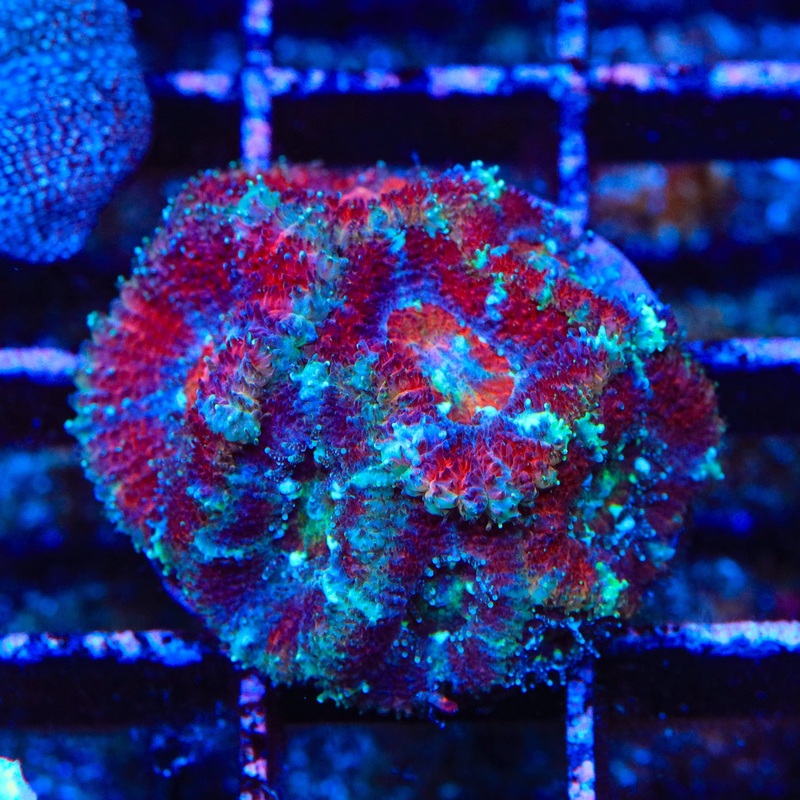 Ultra Acan Coral
