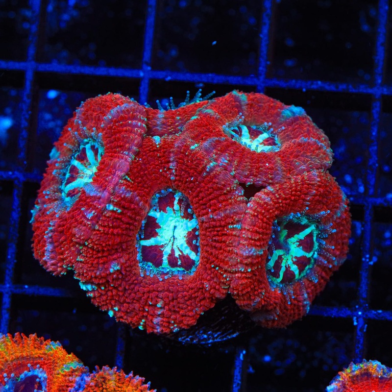 Ultra Deep Water Acan Coral